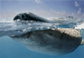   tourist boat looks whale shark feeds surface. surface  